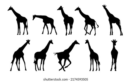 Giraffe Silhouettes On Separate White Background Stock Vector (Royalty ...