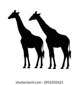 Giraffe Silhouettes On White Background Minimalist Wildlife Illustration