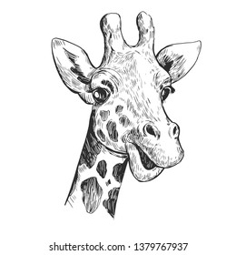 Giraffe sketch. Hand drawn illustration converted to vector