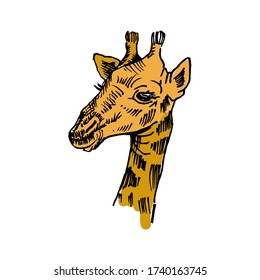 Giraffe sketch. Hand-drawn vector illustration. Isolated on white.