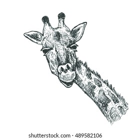 Giraffe sketch illustration