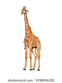 Giraffe From A Splash Of Watercolor, Colored Drawing, Realistic. Vector Illustration Of Paints