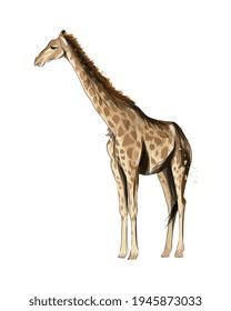 Giraffe from a splash of watercolor, colored drawing, realistic. Vector illustration of paints