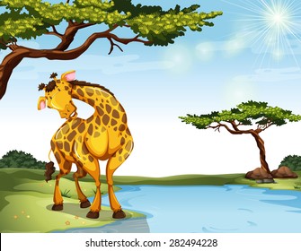 Giraffe standinf at the river bank