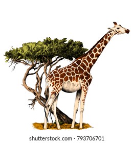 a giraffe standing near a tree sketch vector graphics color picture