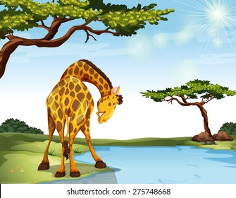 Giraffe standing at the river bank