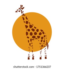 Giraffe stands in the background of the orange sun. T-shirt print. Giraffe logo. Vector flat illustration.