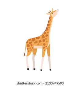 Giraffe, tall high animal. Wild herbivorous habitant. Tropical jungle inhabitant with long neck and spots. Cute African herbivore. Flat vector illustration isolated on white background