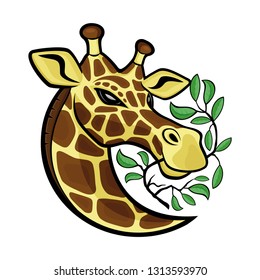 Giraffe with tree branches on a white background.