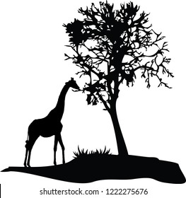 Giraffe Tree Silhouette On White Bacground Stock Vector (Royalty Free ...