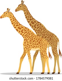 Giraffe, two giraffes isolated on white background. Vector illustration. Vector.
