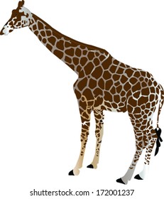 giraffe - vector
