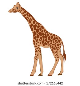 GIRAFFE VECTOR
