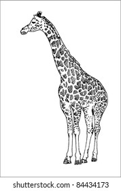 giraffe vector in black ink hand drawn sketch isolated on white background