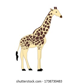 Giraffe vector design illustration isolated in white