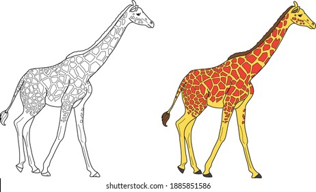 Dibujo vectorial de jirafa dibujo de vector animal, vector de dibujos animados, arte de línea y color