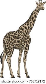 Giraffe vector drawing illustration