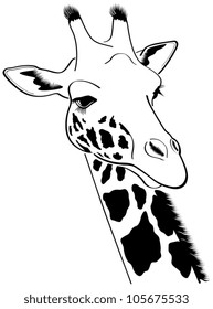 Giraffe - vector illustration
