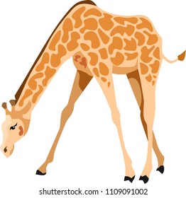 Giraffe Vector Illustration