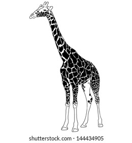 Giraffe vector illustration