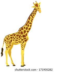 giraffe, vector illustration