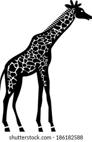 Giraffe- vector illustration