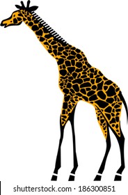  Giraffe- vector illustration 