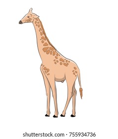 Giraffe Vector Illustration