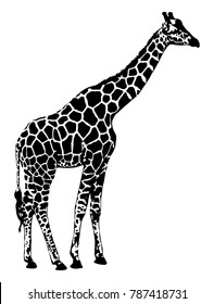 Giraffe, vector illustration