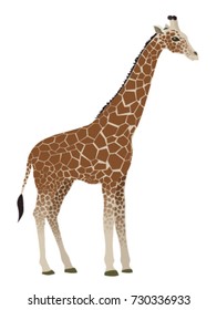 Giraffe. Vector illustration, a flat style design. Isolated on a white background.