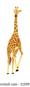 Giraffe vector illustration isolated on white background. African animal. Tallest animal. Safari trip attraction. Big five. Giraffe in gallop pose. Portrait of giraffe.