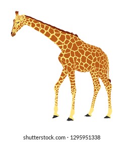 Giraffe vector illustration isolated on white background. African animal. Tallest animal. Safari trip attraction. Big five. Giraffe in gallop pose. Portrait of giraffe.