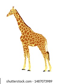 Giraffe vector illustration isolated on white background. African animal. Tallest animal. Safari trip attraction. Big five. Giraffe in standing pose. Portrait of giraffe.