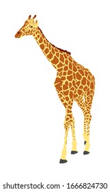 Giraffe vector illustration isolated on white background. African animal. Tallest animal. Safari trip attraction. Big five. Giraffe in standing pose. Portrait of giraffe.