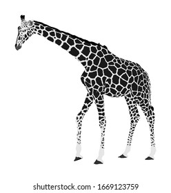 Giraffe vector illustration isolated on white background. African animal. 
Tallest animal. Safari trip attraction. Big five. Giraffe in standing pose. Portrait of giraffe.