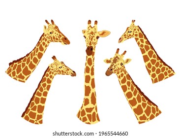 Giraffe vector illustration isolated on white background. African animal. Tallest animal. Safari trip attraction. Big five. Curious giraffe face. Funny cartoon animal.