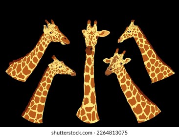 Ilustración vectorial de jirafa aislada en el fondo negro. Animal africano. El animal más alto. Atracción de viaje de Safari. Grandes cinco. Cara curiosa de jirafa. Un divertido animal de dibujos animados.