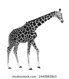 Giraffe vector illustration isolated on white background. African animal. 
Tallest animal. Safari trip attraction. Big five. Giraffe in standing pose. Portrait of giraffe.