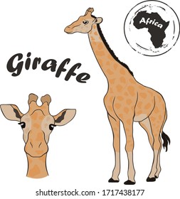 Giraffe vector image isolated on white background. Giraffe in full growth and profile head. Camelopard. Animal of Africa symbol. Animal with a long neck and legs. Giraffe color design. 