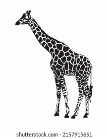 Giraffe Vector Images Illustration. Vector black giraffe
