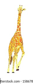 Giraffe vector isolated on white background.