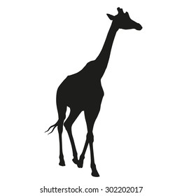Giraffe vector isolated silhouette
