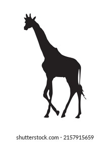 Giraffe Vector. On White Background Illustration.for free eps file