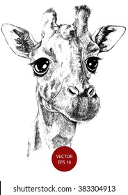 giraffe vector portrait