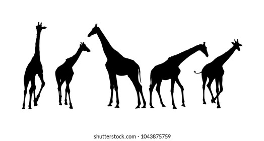 Giraffe vector silhouette illustration isolated on white background. African animal. Tallest animal. Safari trip attraction. Big five. Group of many giraffe in different poses.