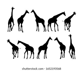 Giraffe vector silhouette illustration isolated on white background. African animal. Tallest animal. Safari trip attraction. Big five. Giraffe in gallop in many different pose. Portrait of giraffe.