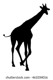 Giraffe vector silhouette illustration isolated on white background. African animal. Tallest animal. Safari trip attraction. Big five.
