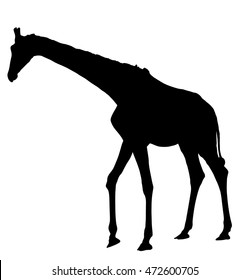Giraffe vector silhouette illustration isolated on white background. African animal. Tallest animal. Safari trip attraction. Big five.