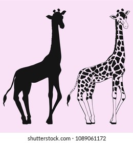 Giraffe vector silhouette isolated