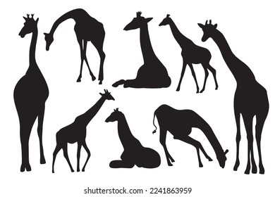 Giraffe vector silhouette. Long neck animal. Wild animals in the safari park